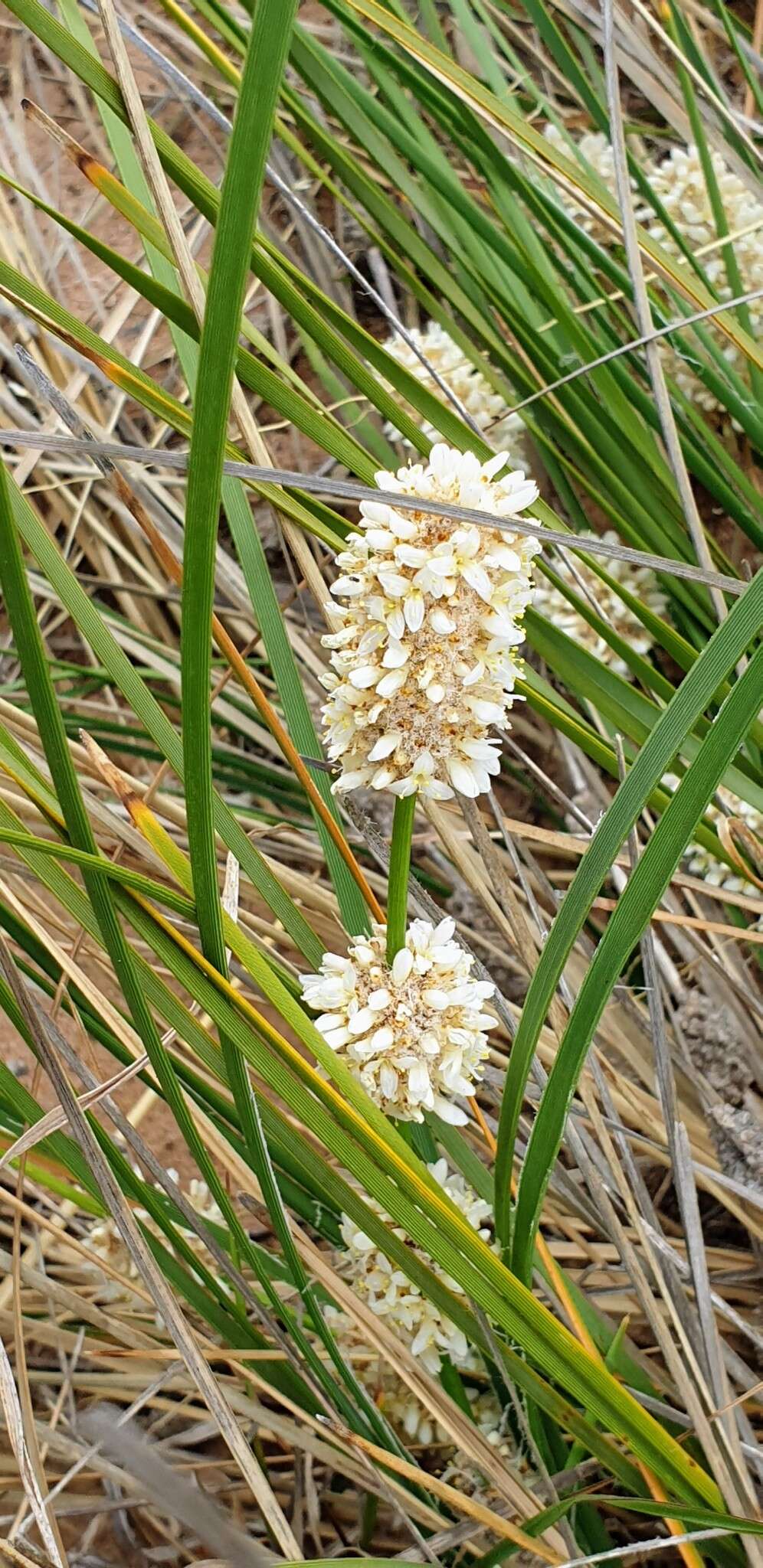 Sivun Lomandra leucocephala subsp. robusta A. T. Lee kuva