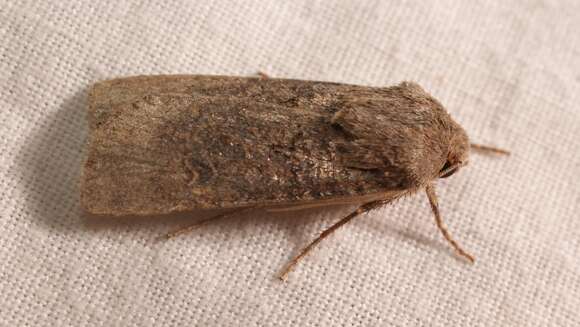 Image of turnip moth