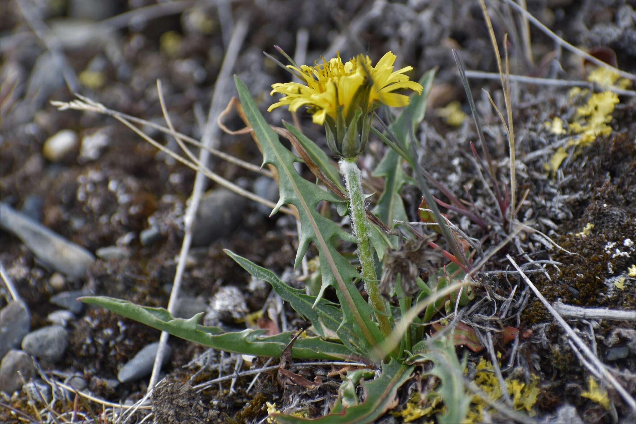 Image of Horned Dandelion