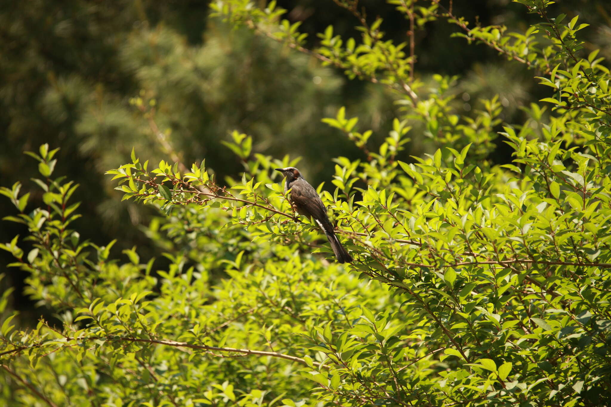 Image of Brown-eared Bulbul