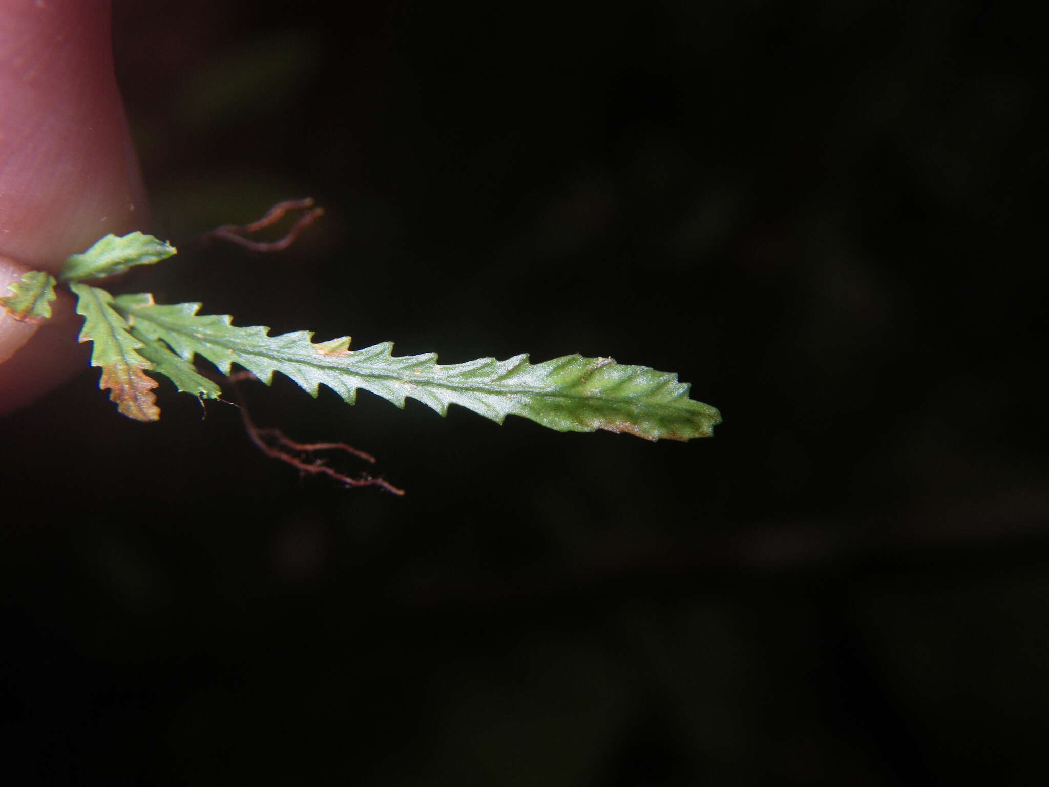 Image of toothed snailfern