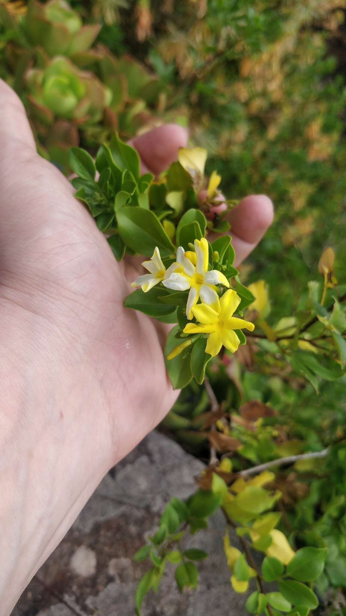 Image of Chrysojasminum odoratissimum (L.) Banfi