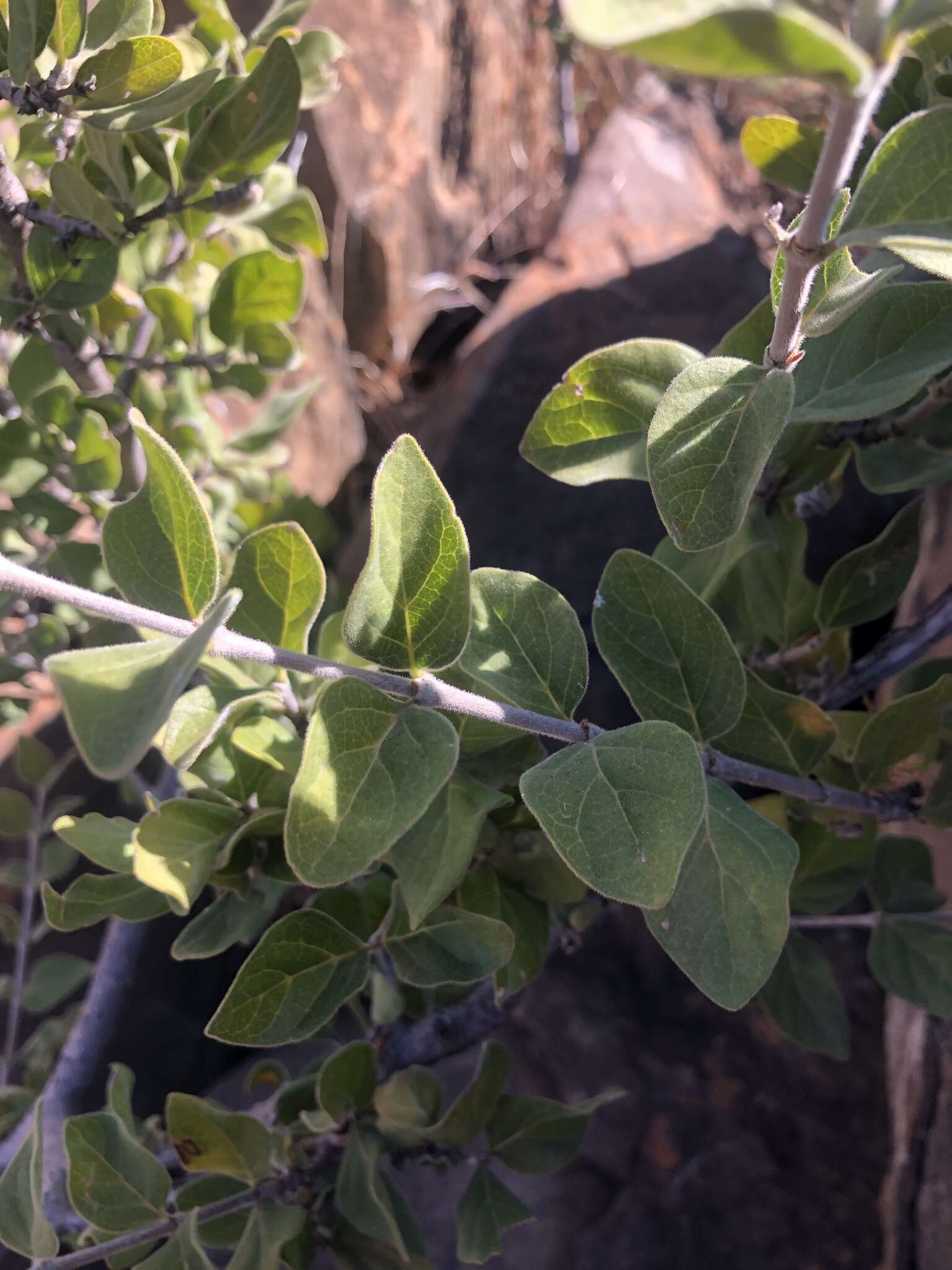 Image of Afrocanthium gilfillanii (N. E. Br.) Lantz