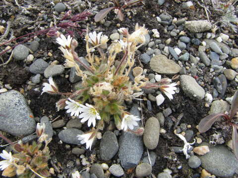 Image of mouse-ear chickweed