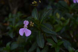 Image of Impatiens tangachee Bedd.