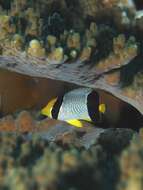 Image of Acropora Butterfly