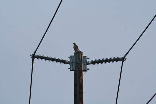 Image of Cooper's Hawk