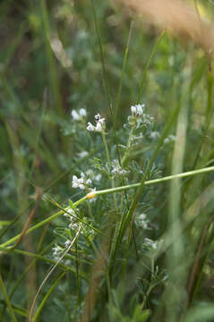 Image of <i>Lotus germanicus</i>