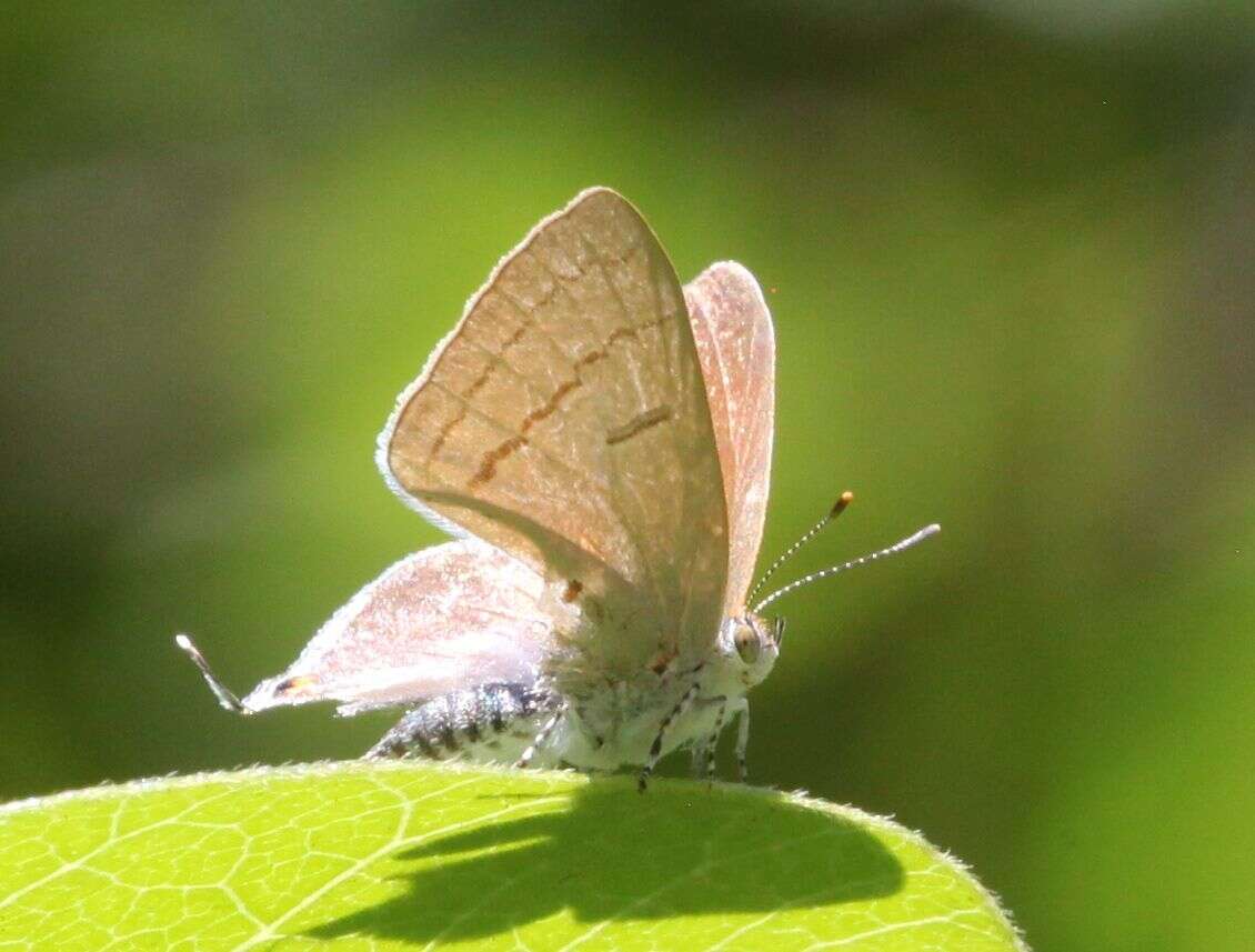 Слика од Hypolycaena philippus (Fabricius 1793)