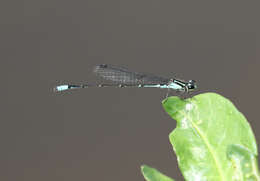 Image of Acanthagrion lancea Selys 1876