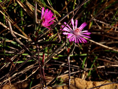 Image of Lampranthus spiniformis (Haw.) N. E. Br.