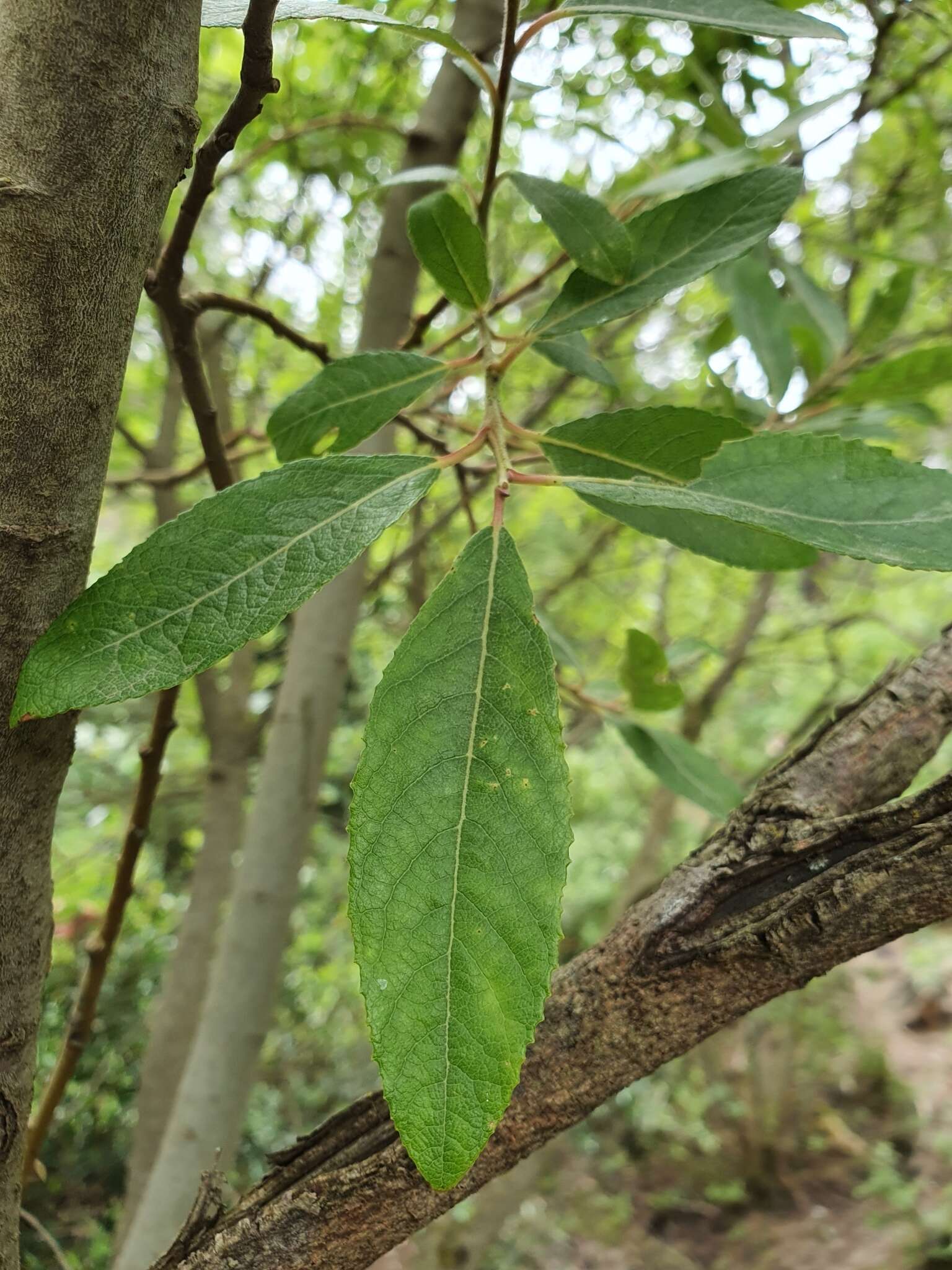 Image de Saule Pédicellé