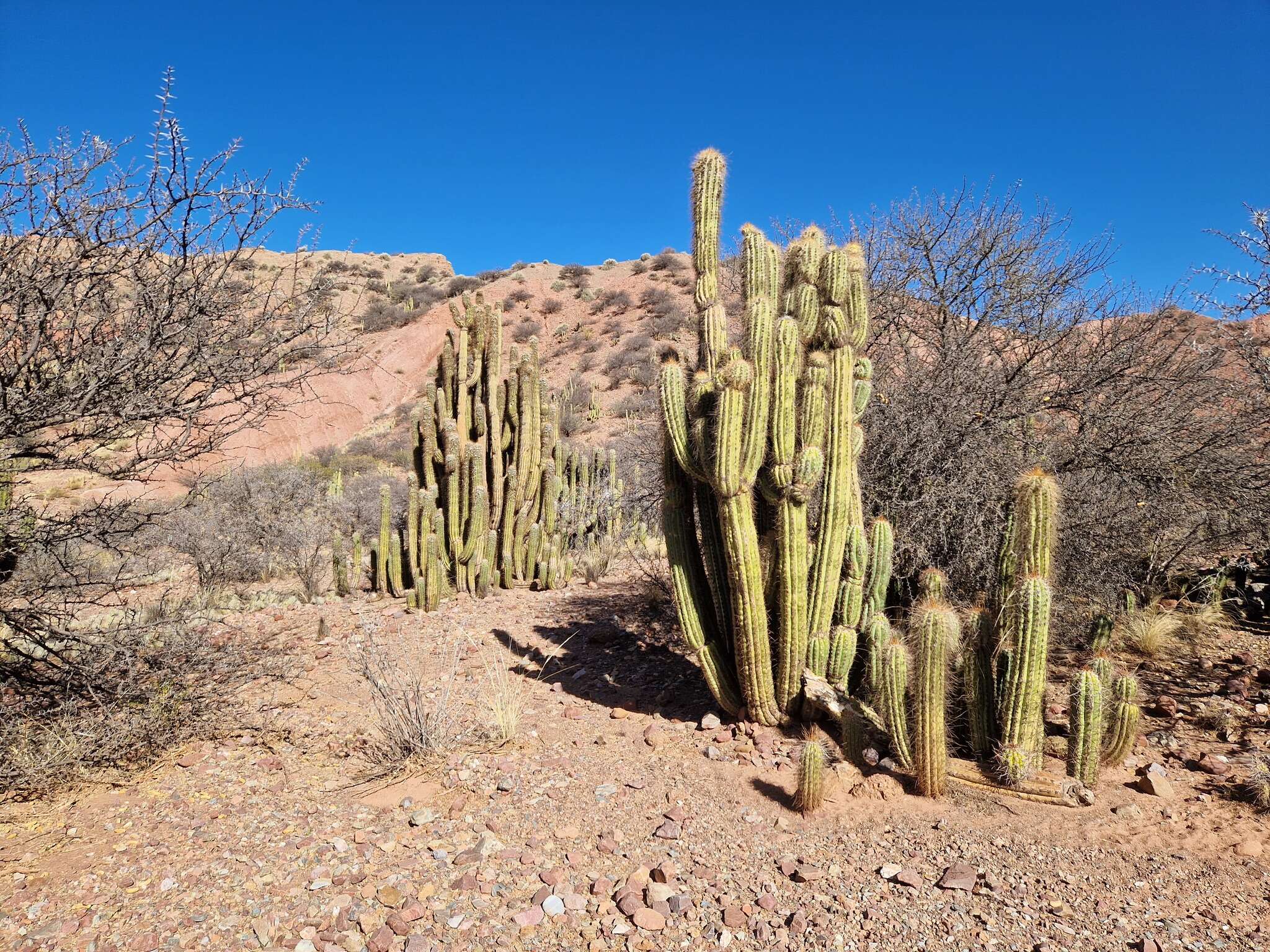 Image of Trichocereus tacaquirensis