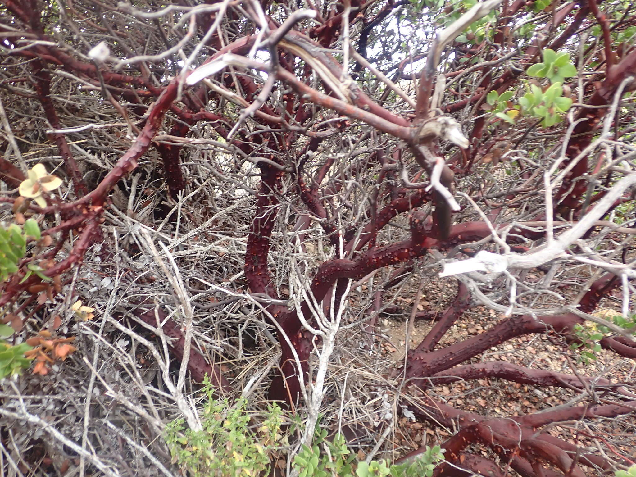 Plancia ëd Arctostaphylos pechoensis (Abrams) Dudley