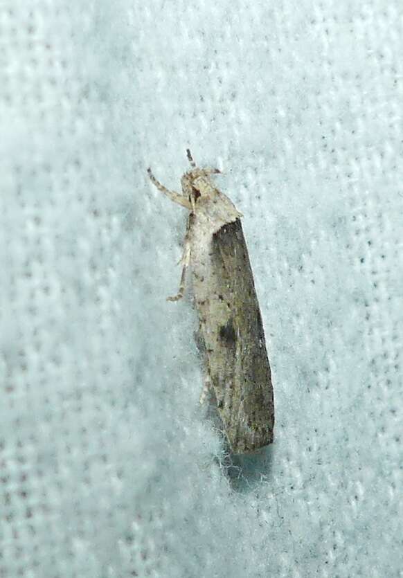 Image of Agonopterix canadensis Busck 1902