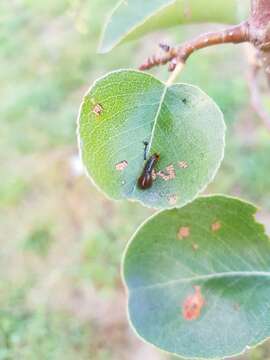 Image of Cherry slug