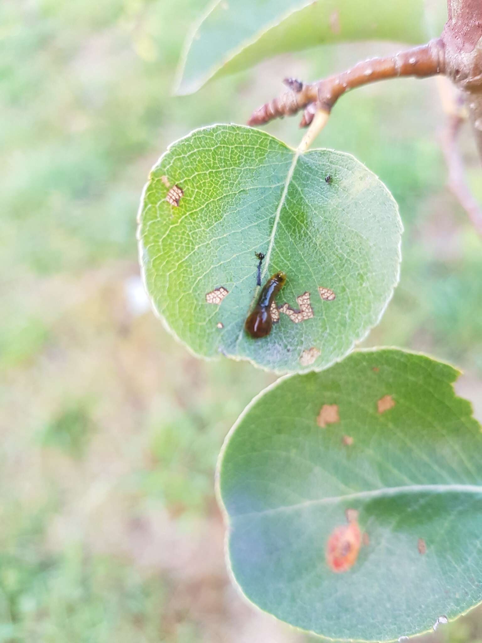 Image of Cherry slug