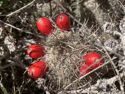 Image of Mammillaria hutchisoniana subsp. louisae (G. E. Linds.) D. R. Hunt