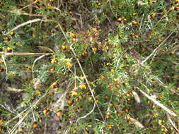 Image of fetid marigold