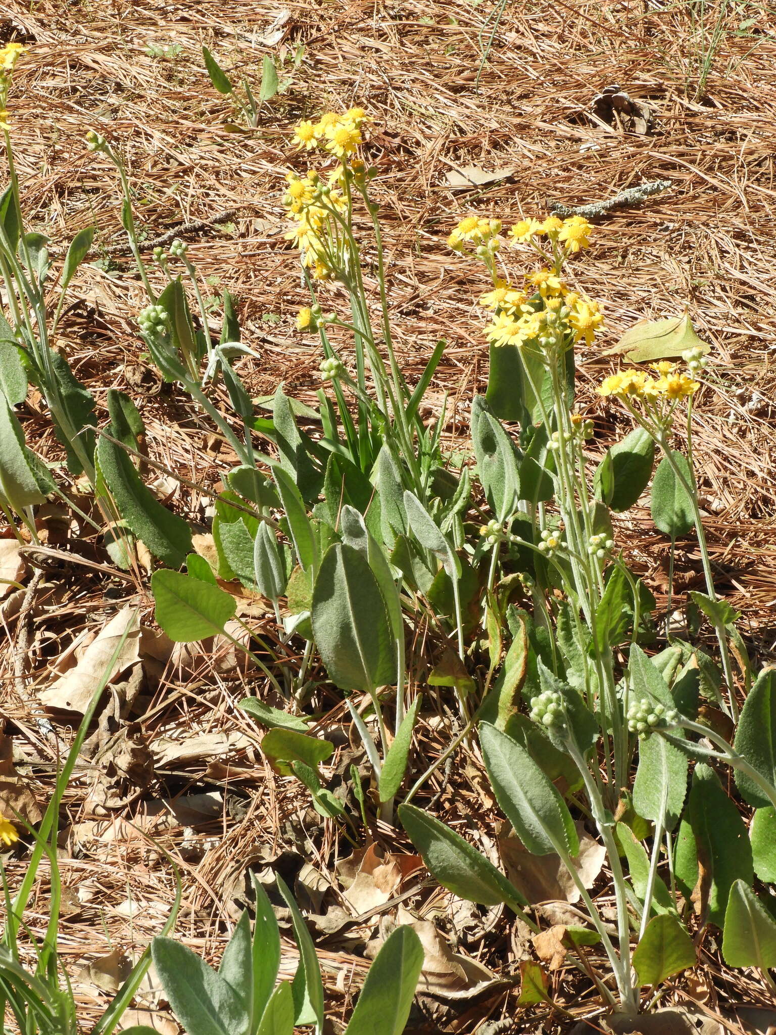 Image of woolly ragwort