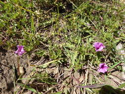 Image of Ipomoea oenotherae (Vatke) Hall. fil.