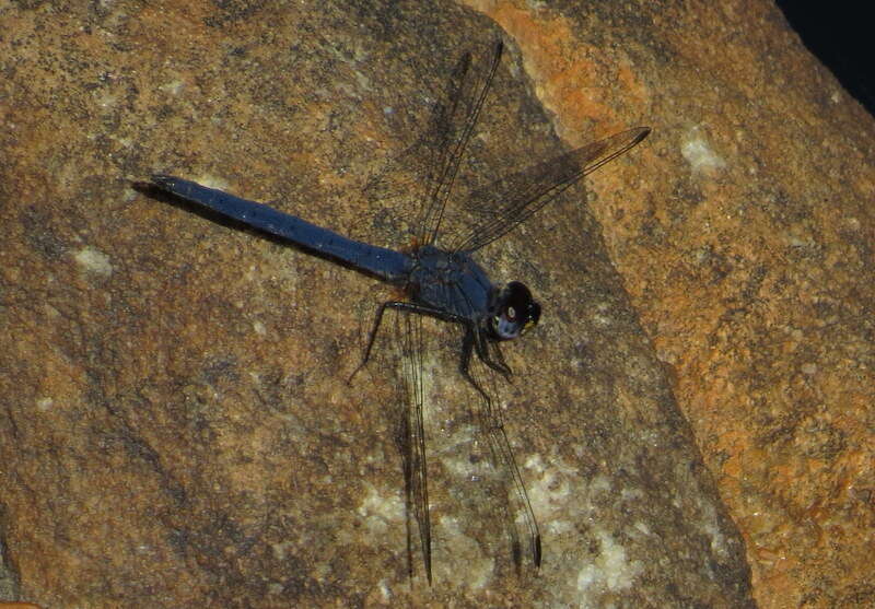 Image of Dark Dropwing