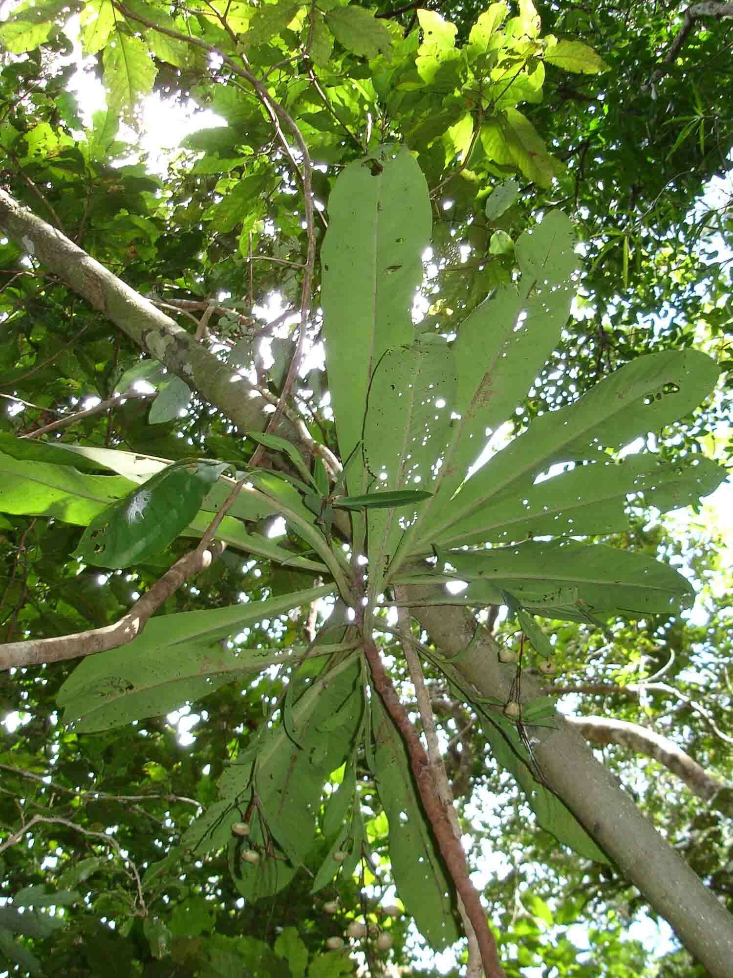 Image of Tapeinosperma gracile Mez