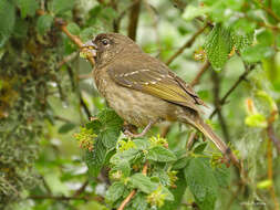 Image of Thick-billed Seedeater