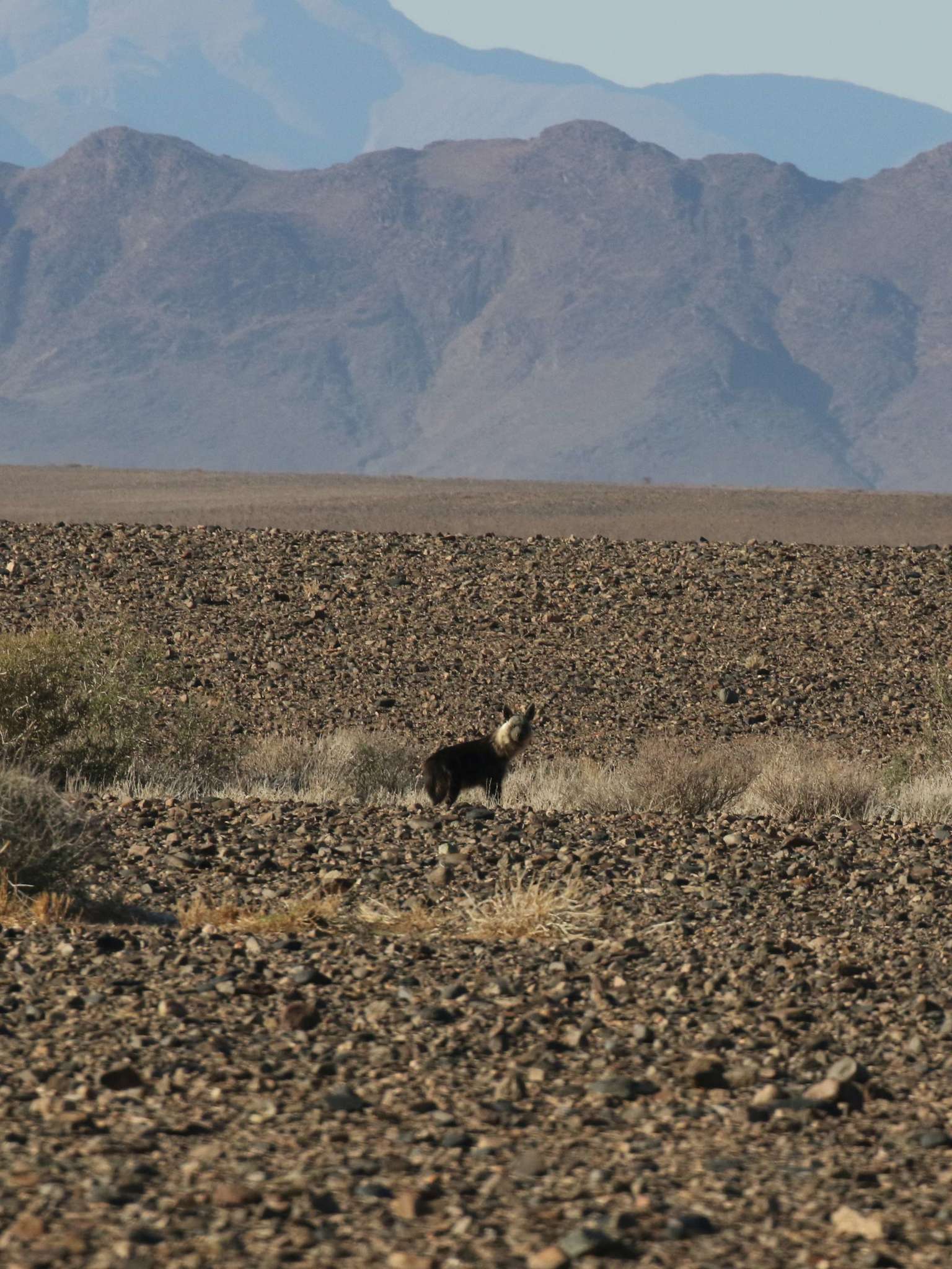 Image of Brown Hyena -- Brown Hyaena