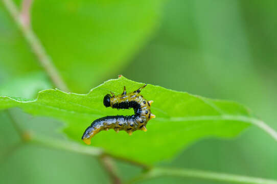 Image of <i>Nematus latipes</i>