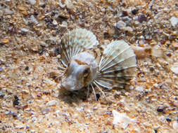 Image of Bluefin Gurnard