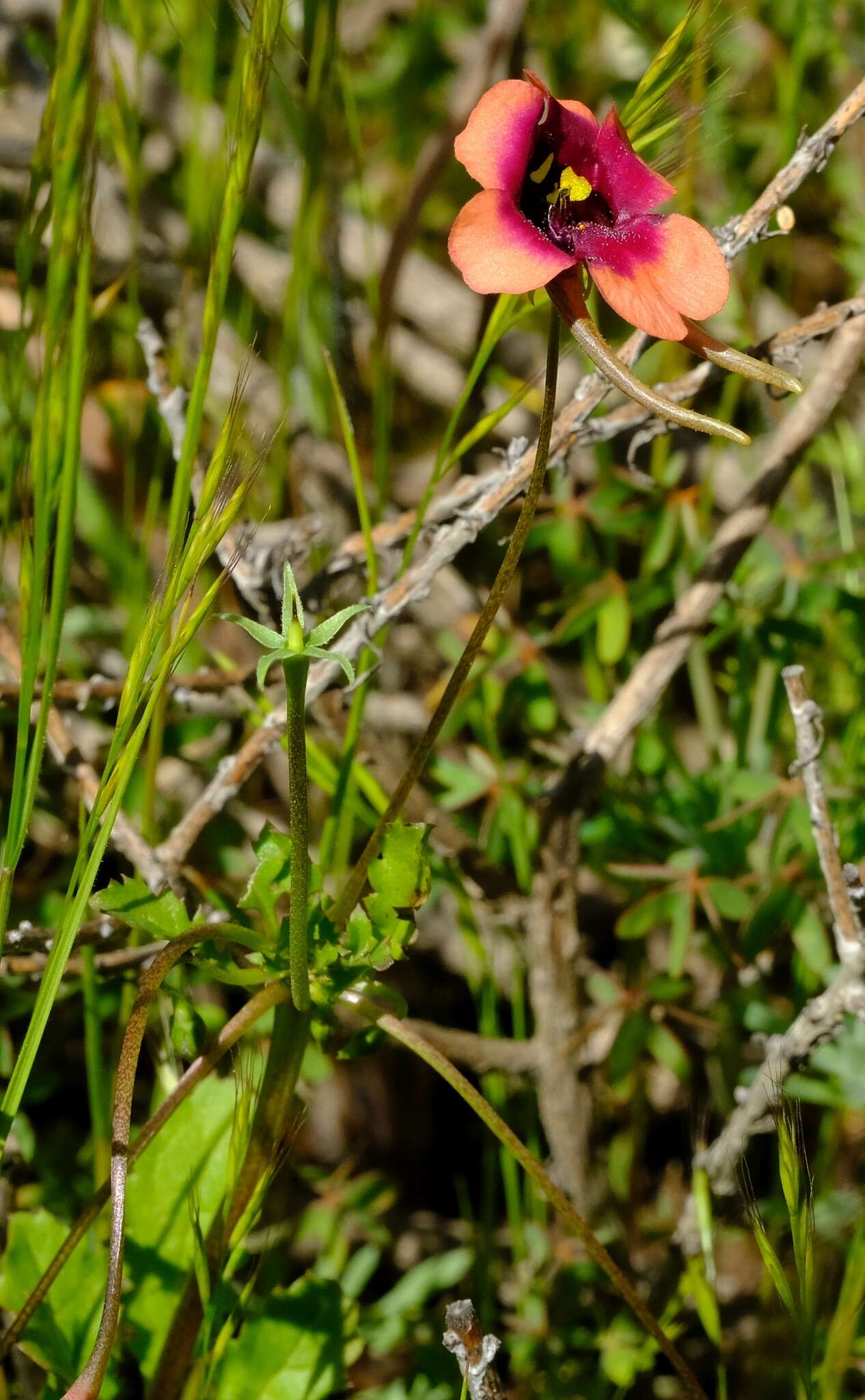 Image of Diascia longicornis (Thunb.) Druce