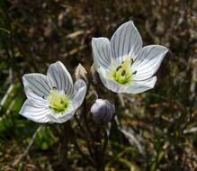 Image of Gentianella bawbawensis (L. G. Adams) Glenny