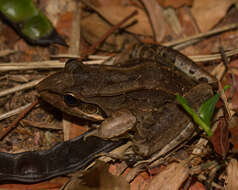 Image of Bolivian White-lipped Frog