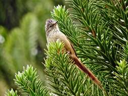 Image of Araucaria Tit-Spinetail