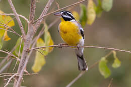 Image of Emberiza flaviventris kalaharica Roberts 1932