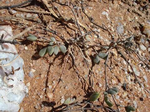 Imagem de Hallianthus planus (L. Bol.) H. E. K. Hartm.