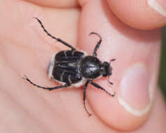 Image of Texas Flower Scarab