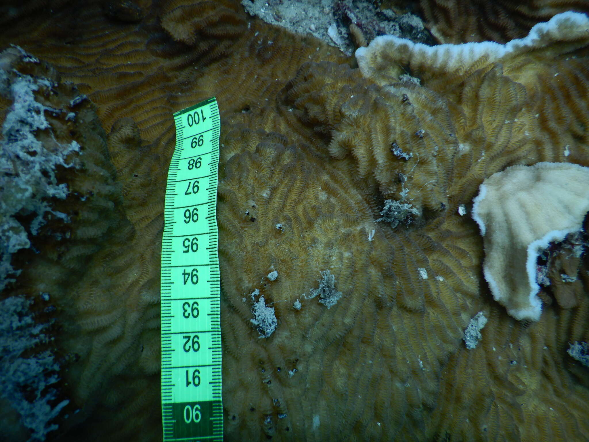 Image of Crispy Crust Coral