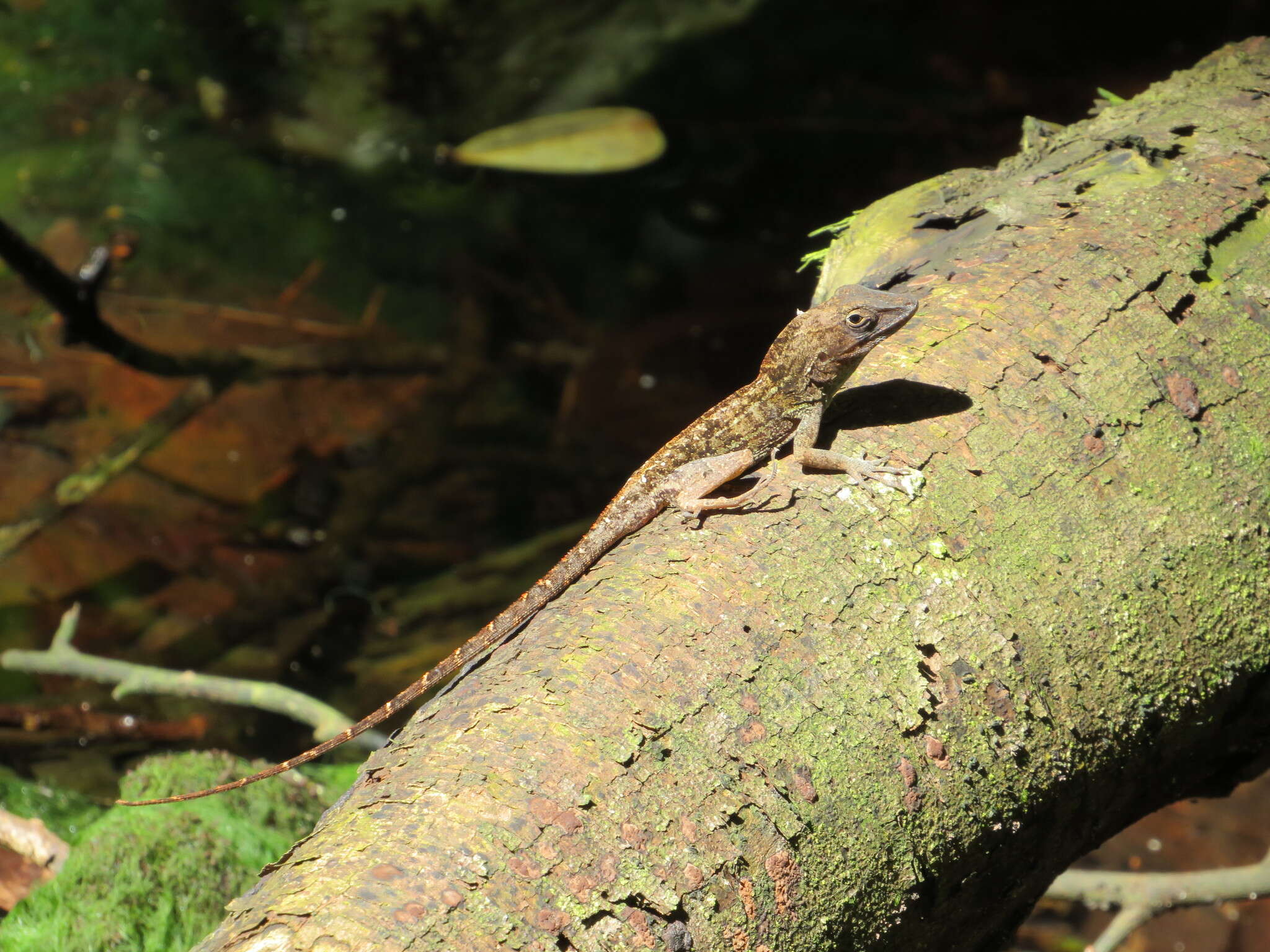 Image of Anolis hispaniolae Köhler, Zimmer, Mcgrath & Hedges 2019