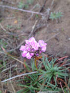 Image of thrift seapink