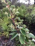 Image of Florida ticktrefoil