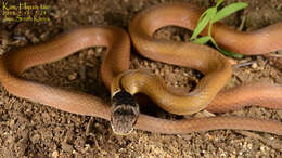 Image of Chinese Many-tooth Snake