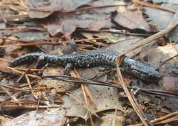 Imagem de Plethodon variolatus (Gilliams 1818)