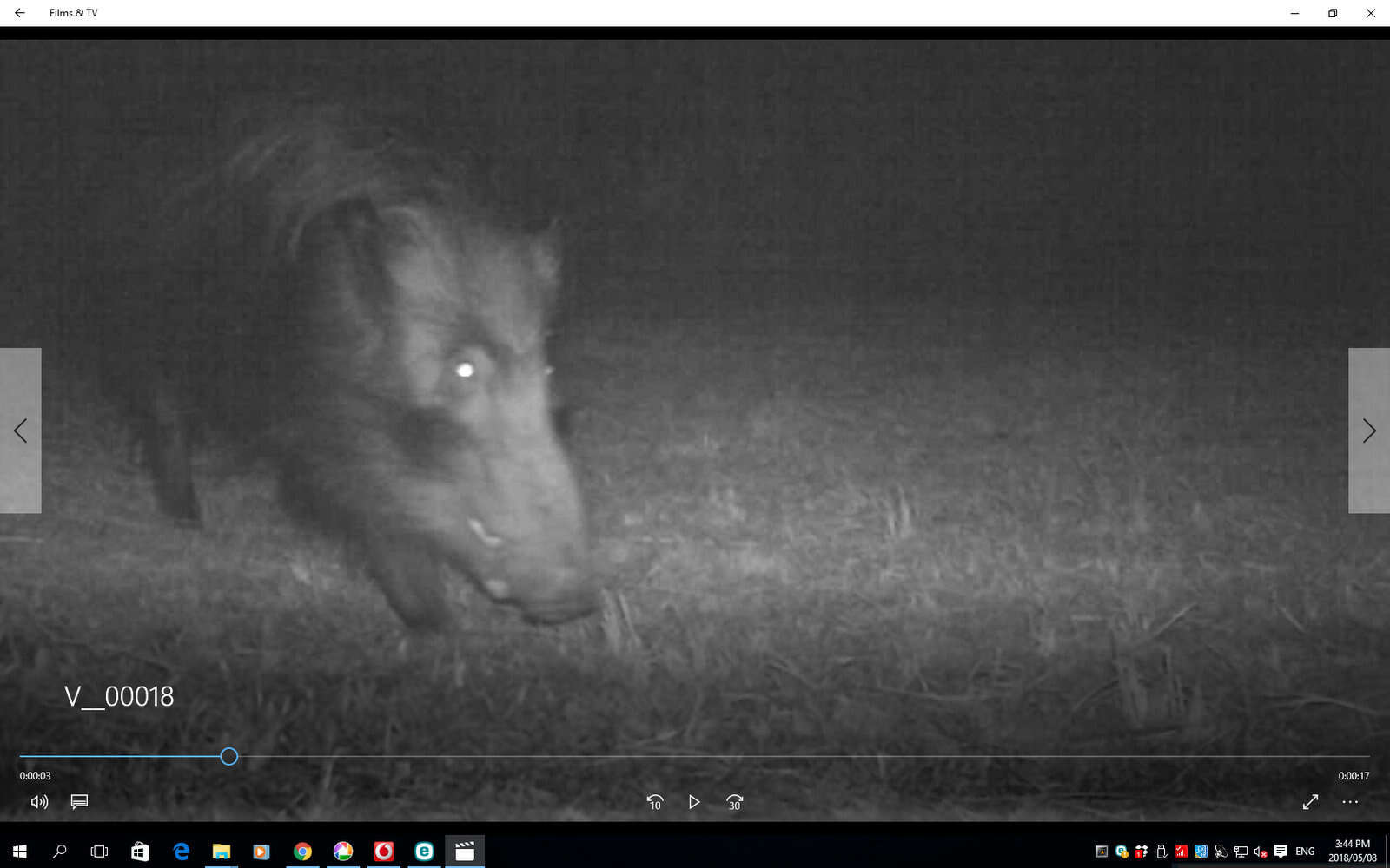 Image of Bush-pig