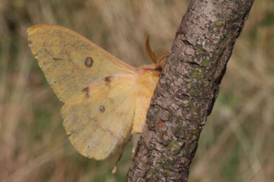 Image of Saturnia subgen. Perisomena Walker 1855