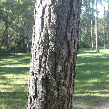 Image of Pinus elliottii var. densa Little & K. W. Dorman