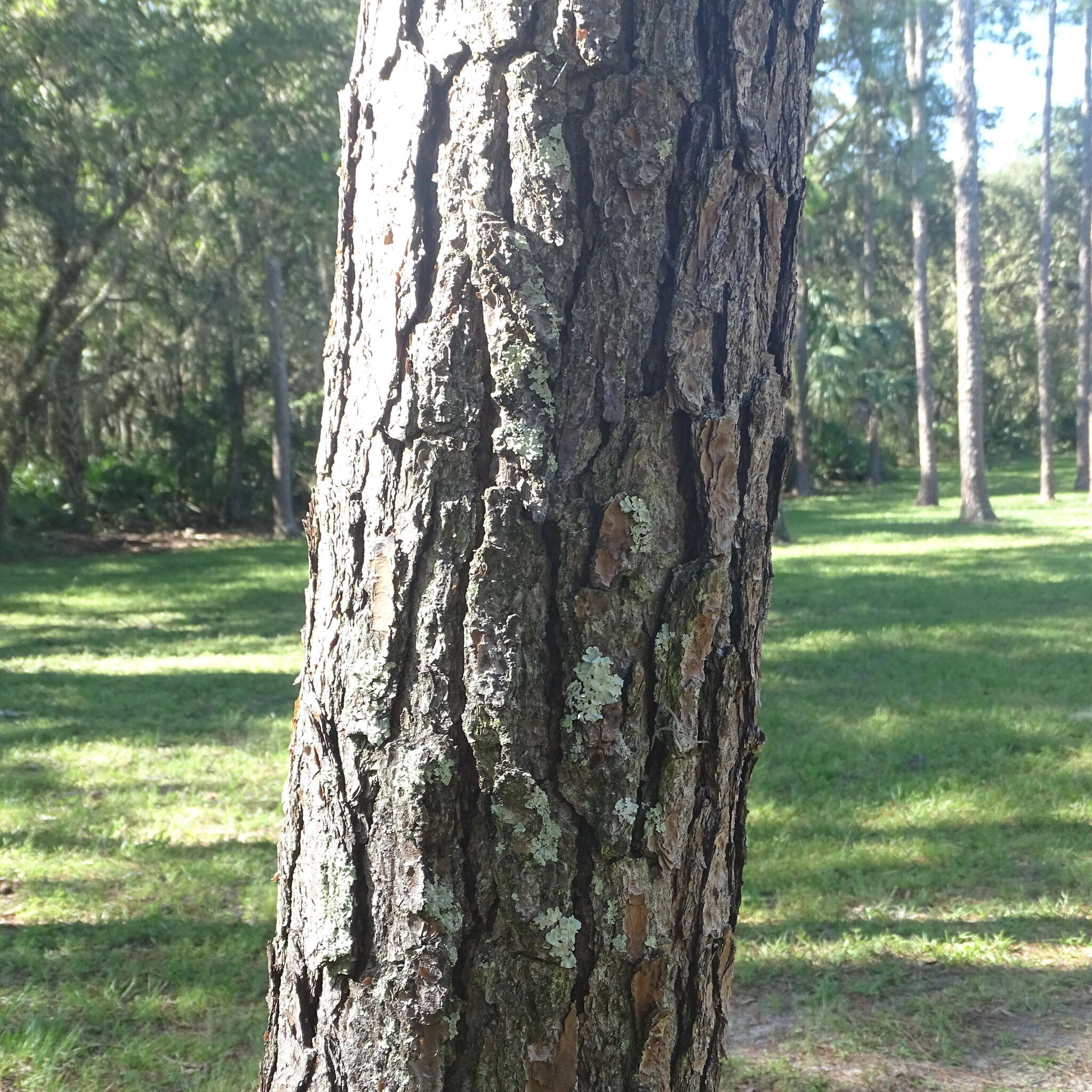 Image of south florida slash pine