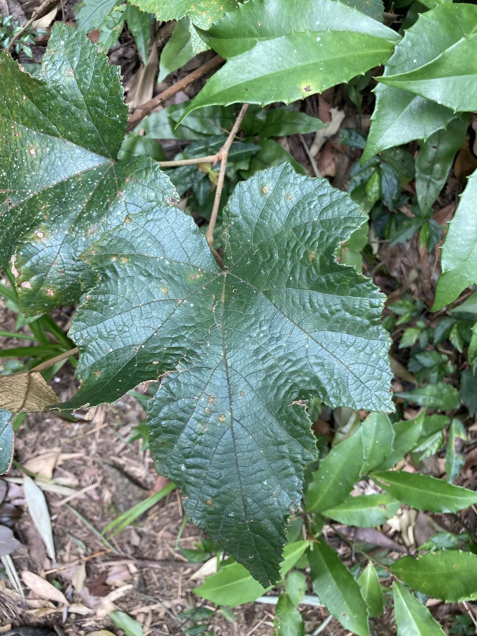 Image of Rubus reflexus var. hui (Diels ex Hu) F. P. Metcalf