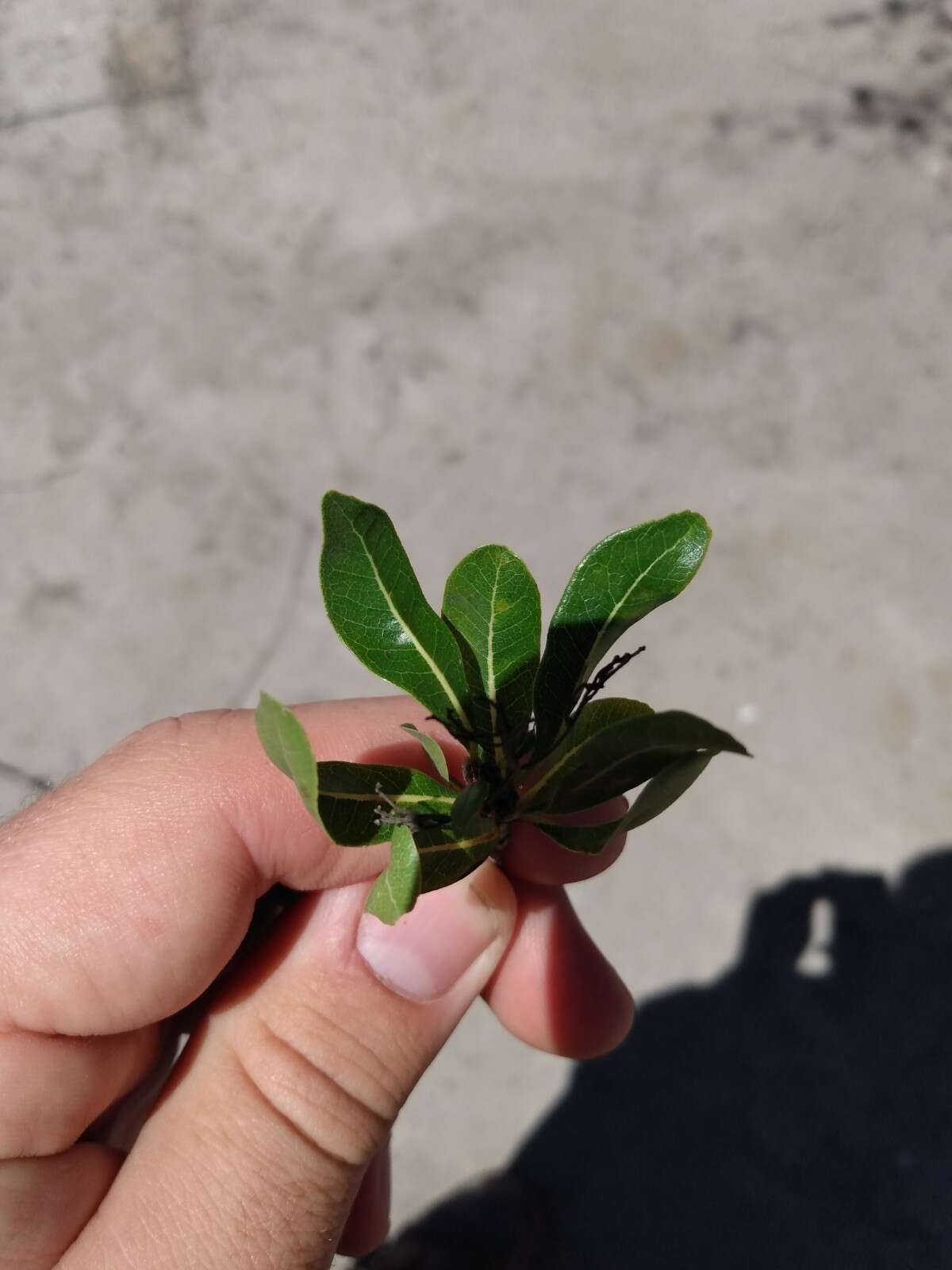 Sivun Terminalia triflora (Griseb.) Lillo kuva